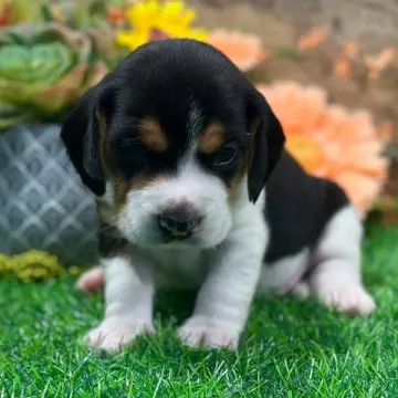 Teddy | image 8