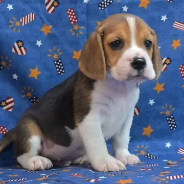 Archie | image 3