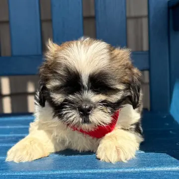 Gerald | image 3