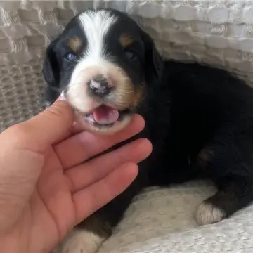 Carter | image 2