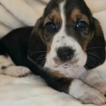 Hudson