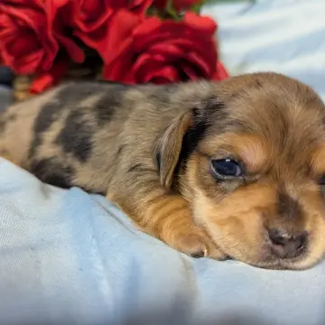 Farrah