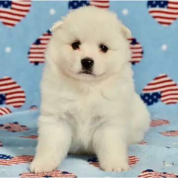 Hugo