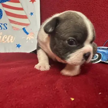 Finn | image 3