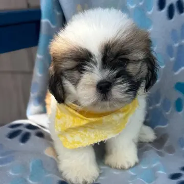 Gus | image 2