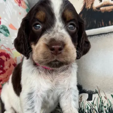 Bella | image 2