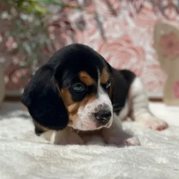 Teddy | image 5