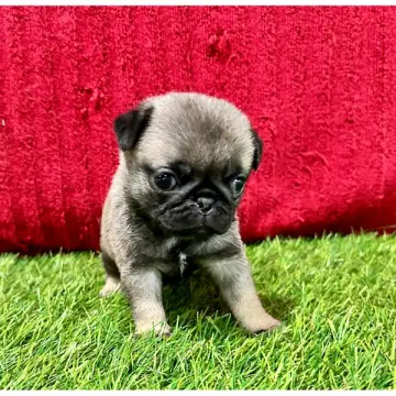 Bailey | image 2