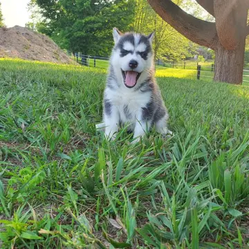 Tatum | image 2