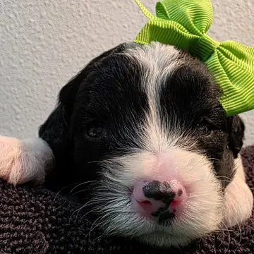 Daisy | image 2
