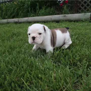 Daisy | image 2