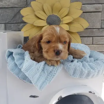 Baxter