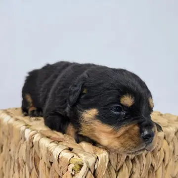 Rosie | image 2