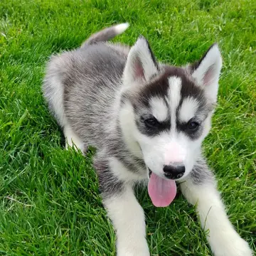 Bonnie