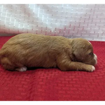 Kira | image 3