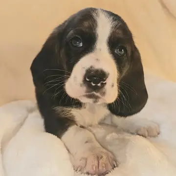 Harrison