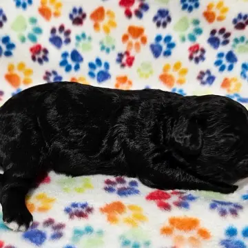 Nigel | image 3