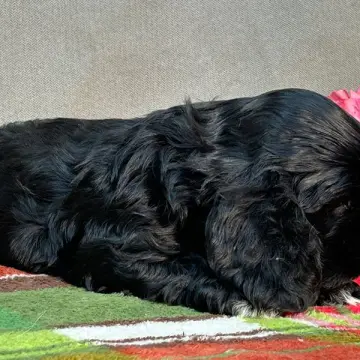 Isabelle | image 4