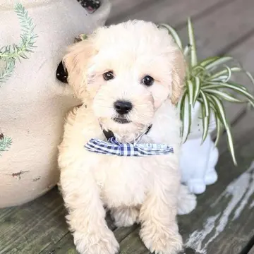 Felix | image 2