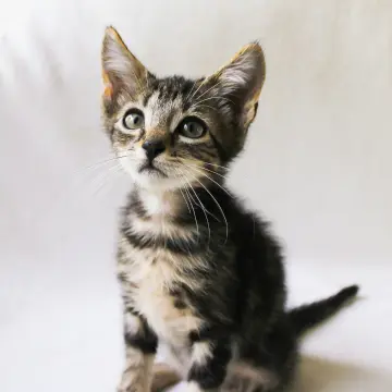 Test advertisement - Adorable Kitten For Sale | image 3