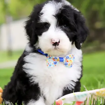 Benjamin
