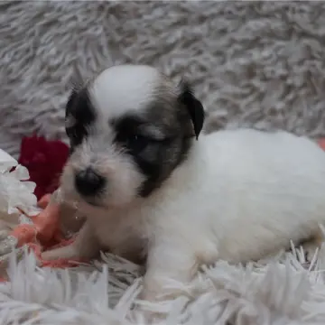 Beau | image 2