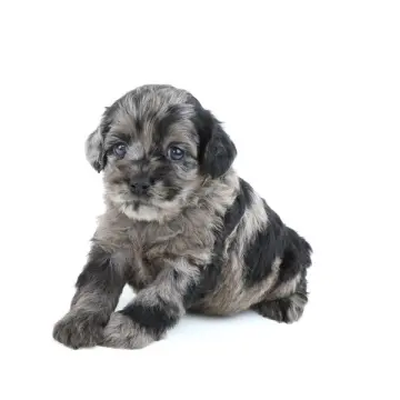 Hector | image 2