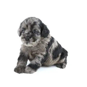 Hector | image 3