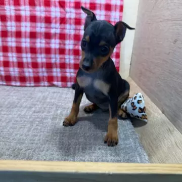 Onyx | image 3