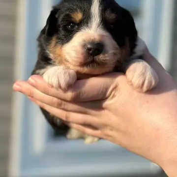 Belle