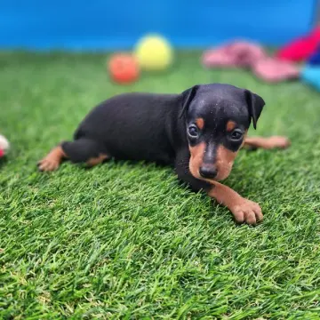 Isabella | image 2