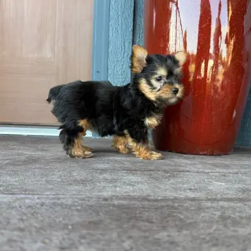 Lillian | image 9