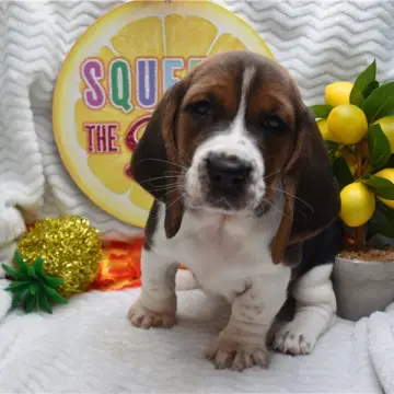 Daisy | image 2