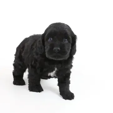 Holly | image 6