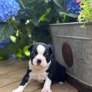 Lester | image 2