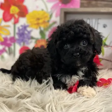 Lucy | image 3