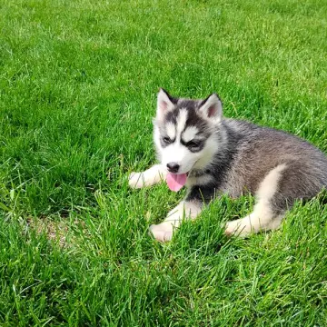 Bonnie | image 9