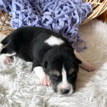 Hiro