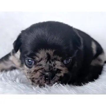Stormie