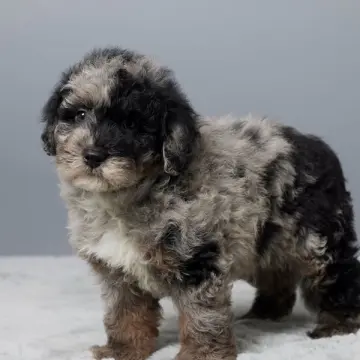 Trevor | image 4