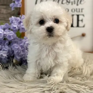 Lewis